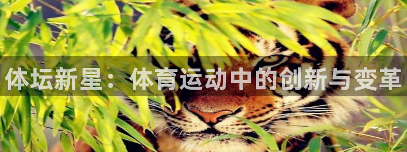 鲸鱼体育老版本下载